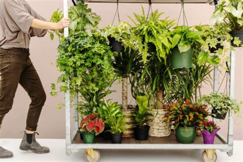 Plants alive - 1: Plants in our Lives. Define horticulture and describe its disciplines and sub-specialities. Apply the principles of experimental design to your own experiments in …